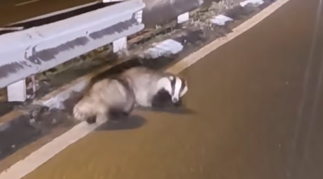 Due tassi si divertono lungo via Bergamo: un video virale
