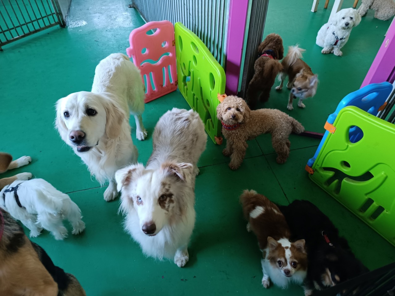 Corso patentino per proprietari di cani a Missaglia