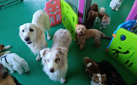 Corso patentino per proprietari di cani a Missaglia