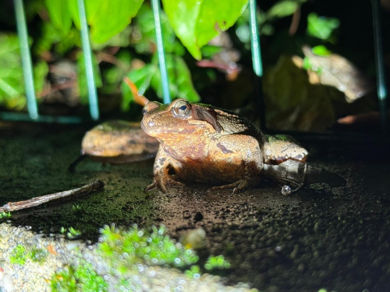 Oltre 2.500 anfibi salvati nel Parco del Curone