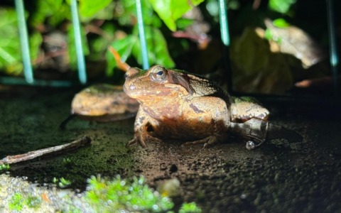 Oltre 2.500 anfibi salvati nel Parco del Curone
