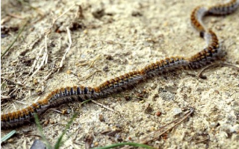 Presenza di processionaria al parco giochi: avviso per la comunità