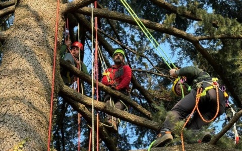Riparte il corso di tree-climbing a Monticello Brianza