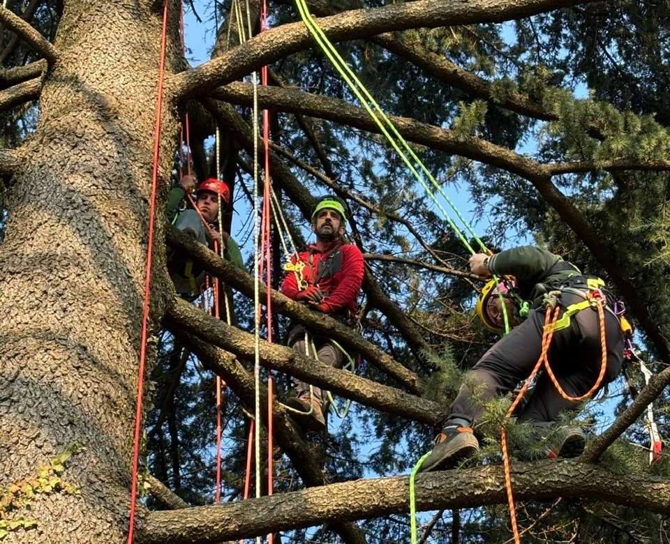 Riparte il corso di tree-climbing a Monticello Brianza