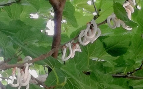 La presenza di Takahashia japonica a Merate