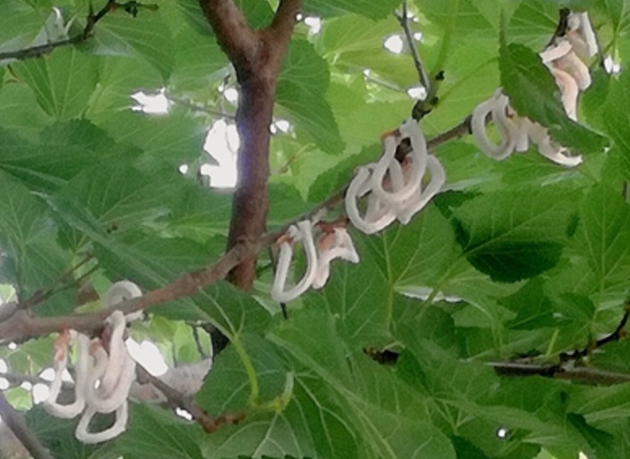 La presenza di Takahashia japonica a Merate