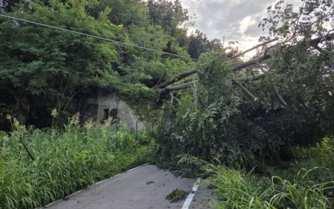 Chiusura di via Conte Taverna a Bulciago per caduta albero