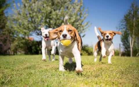 Come proteggere cani e gatti dal caldo: i consigli di Ats Brianza