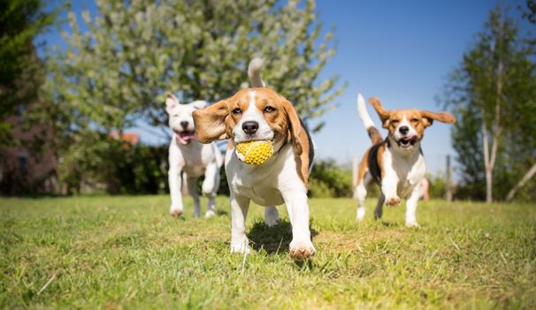 Come proteggere cani e gatti dal caldo: i consigli di Ats Brianza