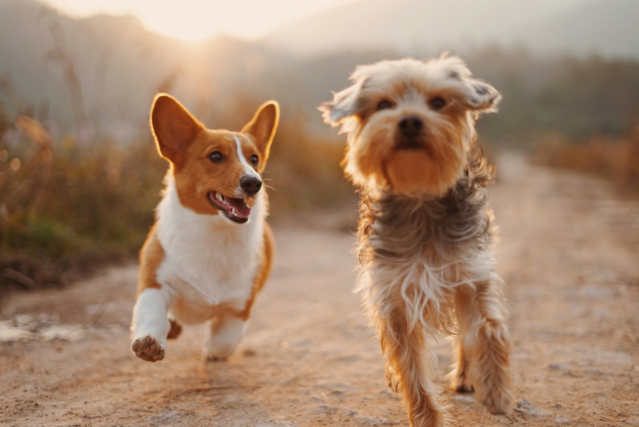 Invia la foto del tuo cane per la Giornata internazionale del cane 2026!