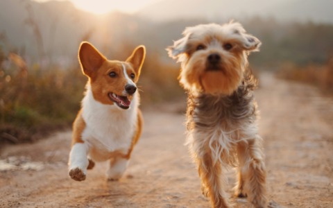 Invia la foto del tuo cane per la Giornata internazionale del cane 2026!