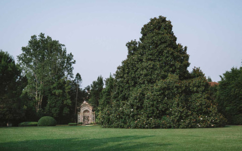 Un esemplare di magnolia in via Statale riconosciuto come albero monumentale