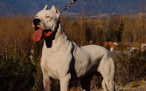 Una donna aggredita da un cane, lo spray al peperoncino la salva