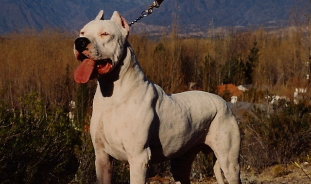 Una donna aggredita da un cane, lo spray al peperoncino la salva